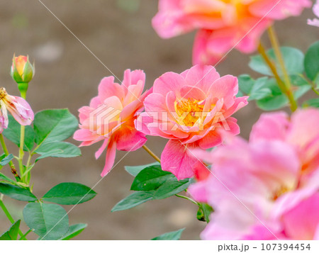 咲き始めたカラフルで美しい秋バラ 咲き始めたカラフルで美しい秋バラ 107394454
