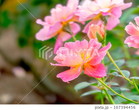咲き始めたカラフルで美しい秋バラ 咲き始めたカラフルで美しい秋バラ 107394456