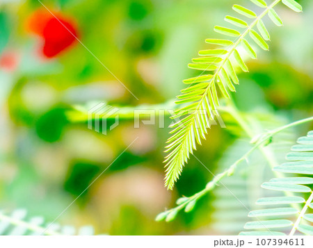 柔らかくて美しいねむの木の若葉 107394611