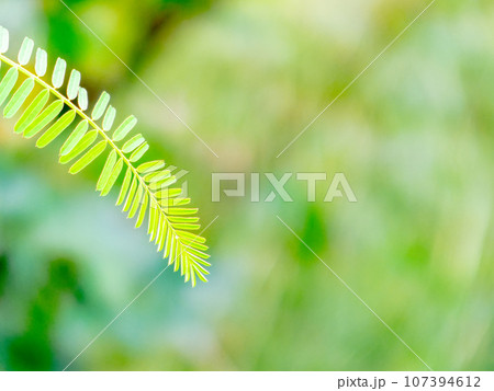 柔らかくて美しいねむの木の若葉 107394612