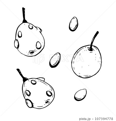Vector hand drawn sea buckthorn berries with water drops black and white illustration for herbal tea, cooking and cosmetics package design 107394778