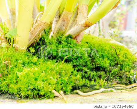 面白くて美しい苔の世界 クローズアップ 面白くて美しい苔の世界 クローズアップ 107394966