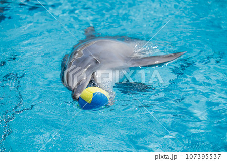 イルカショー 107395537