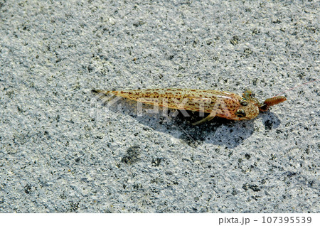 生餌をつけてブッコミ釣りで根魚を狙う 生餌をつけてブッコミ釣りで根魚を狙う 107395539