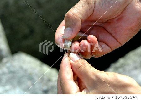 生餌をつけてブッコミ釣りで根魚を狙う 生餌をつけてブッコミ釣りで根魚を狙う 107395547