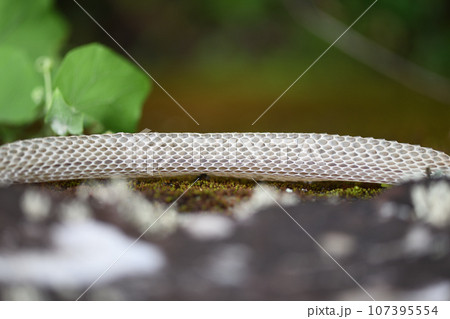 ヘビ（蛇）の抜け殻 107395554