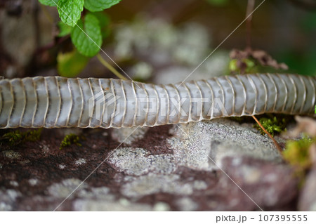 ヘビ(蛇)の抜け殻 ヘビ(蛇)の抜け殻 107395555