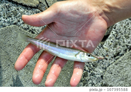 生餌にするシロギスが釣れた 107395588