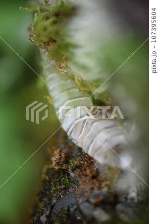 ヘビ(蛇)の抜け殻 ヘビ(蛇)の抜け殻 107395604