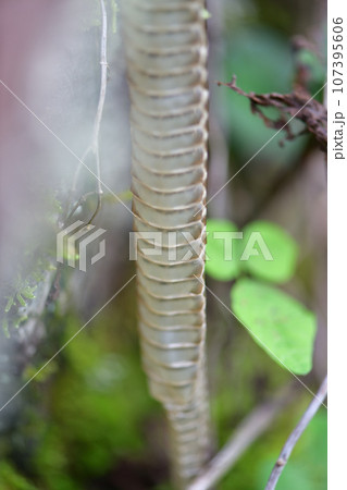 ヘビ（蛇）の抜け殻 107395606