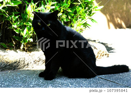 日陰で座っている黒猫 日陰で座っている黒猫 107395841