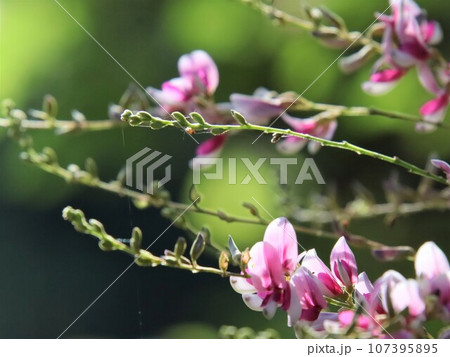 ピンク色の花が咲き始めた ピンク色の花が咲き始めた 107395895