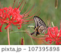 赤い彼岸花の蜜を吸うアゲハチョウ 107395898