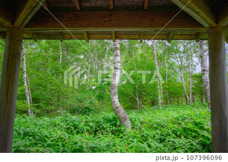 四阿から眺める白樺の森【夏の八千穂高原】 四阿から眺める白樺の森【夏の八千穂高原】 107396096