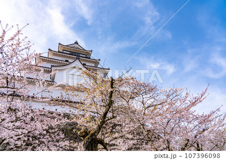 福島県会津若松市 桜咲く春の会津若松城の天守閣と石垣 福島県会津若松市 桜咲く春の会津若松城の天守閣と石垣 107396098