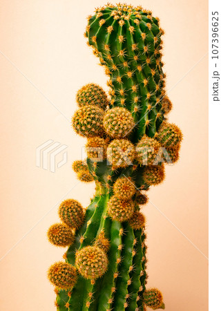 Cactus with many baby shoots on background. The concept of a big strong family. Cactus with many baby shoots on background. The concept of a big strong family. 107396625