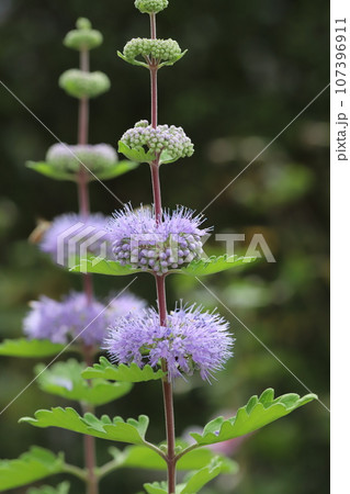 秋の庭に咲く紫色のダンギクの花 秋の庭に咲く紫色のダンギクの花 107396911