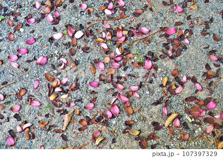 地面に落下したカラタネオガタマの花びら(春、五月) 地面に落下したカラタネオガタマの花びら(春、五月) 107397329