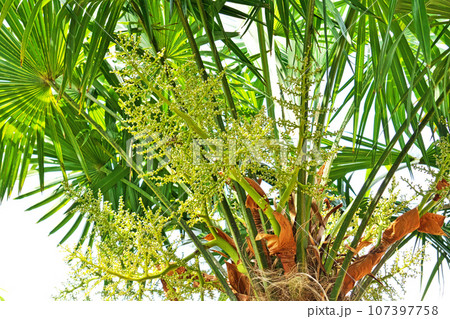 シュロの実(春、五月) シュロの実(春、五月) 107397758