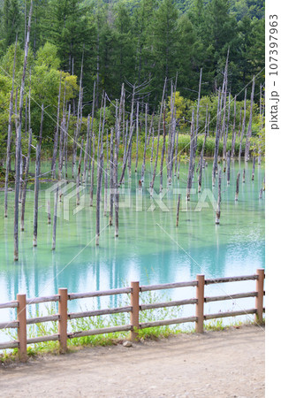 北海道 美瑛の「白金青い池」 107397963
