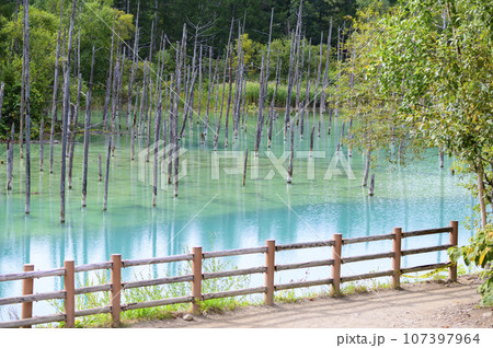 北海道 美瑛の「白金青い池」 107397964