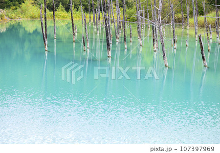 北海道 美瑛の「白金青い池」 北海道 美瑛の「白金青い池」 107397969