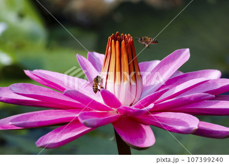 蜂 ハチ 蜜蜂 107399240