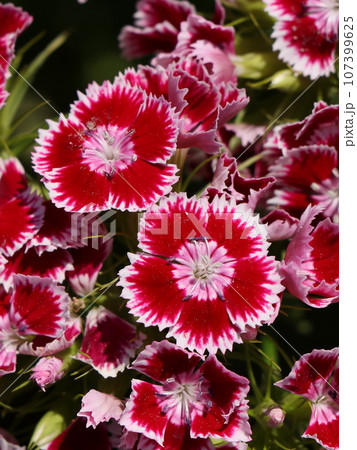 美女ナデシコの花 美女ナデシコの花 107399625