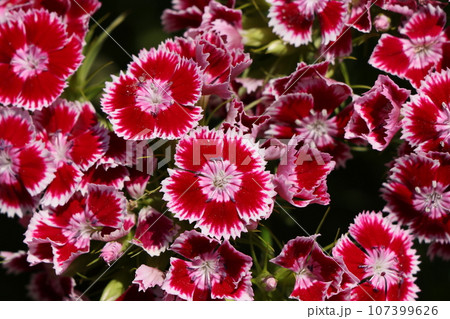 美女ナデシコの花 美女ナデシコの花 107399626