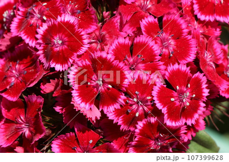 美女ナデシコの花 107399628
