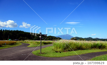 岩手山を望むコスモス畑　岩手県　御所湖広域公園 107399629