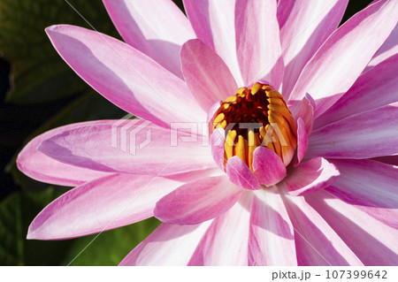 花 フラワー お花 107399642