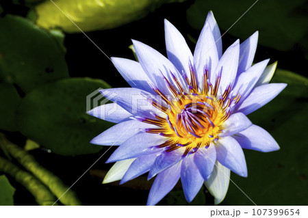 花 フラワー お花 107399654