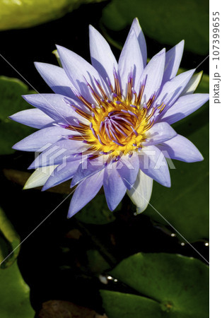 花 フラワー お花 107399655