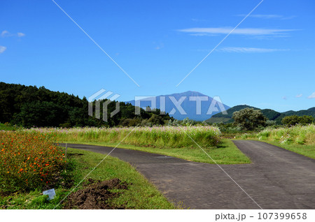 岩手山を望むコスモス畑　岩手県　御所湖広域公園 107399658