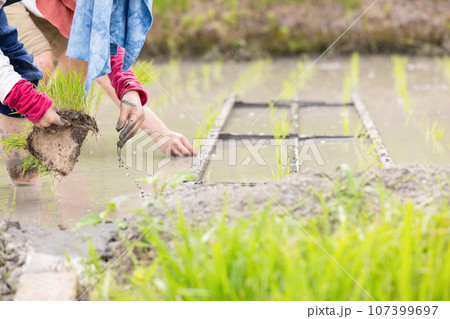 農家 農業 田植え 農家 農業 田植え 107399697