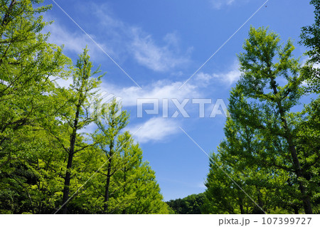 新緑の森と青い空 107399727