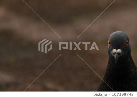 鳩 鳩 107399748