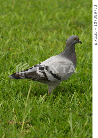 鳩 鳩 107399753