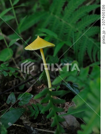 きのこワールド イッポンシメジ科キイボカサタケ きのこワールド イッポンシメジ科キイボカサタケ 107400386