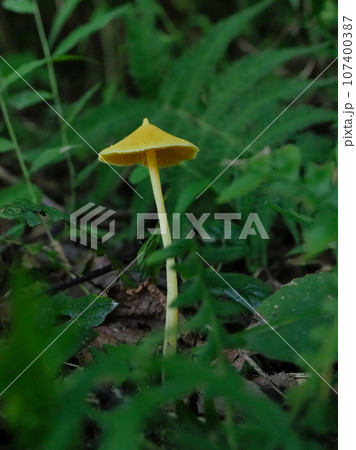 きのこワールド イッポンシメジ科キイボカサタケ きのこワールド イッポンシメジ科キイボカサタケ 107400387