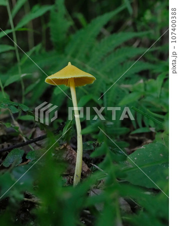 きのこワールド　イッポンシメジ科キイボカサタケ 107400388