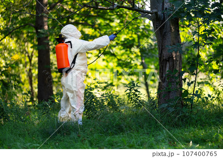 A worker sprays pesticides on trees outdoors, close-up. Pest control A worker sprays pesticides on trees outdoors, close-up. Pest control 107400765