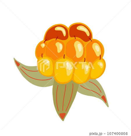 Cloudberry vector illustration. Bright yellow orange berry. Northern fruit isolated on white background. Hand drawn arctic tundra forest healthy vitamin food for packaging. Nordic cuisine ingredient 107400808