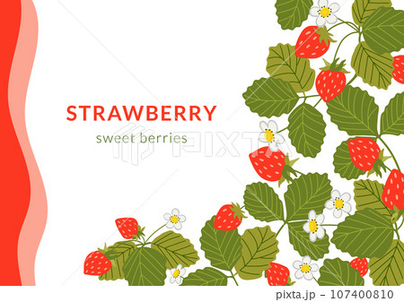 Strawberry vector banner illustration. Frame background with sweet red berries, white flowers and leaves with copy space for text. Hand drawn cartoon wild strawberry fruit design 107400810