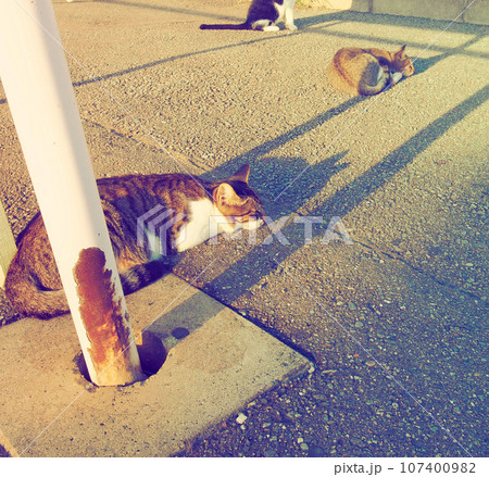 夕日が差すアスファルトで昼寝をする野良猫 107400982