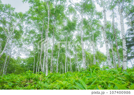 日本一の白樺群生地【夏の八千穂高原】 日本一の白樺群生地【夏の八千穂高原】 107400986
