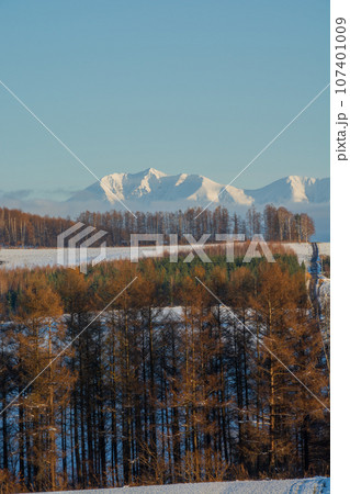 黄葉のカラマツ林と冠雪の山並み　オプタテシケ山 107401009