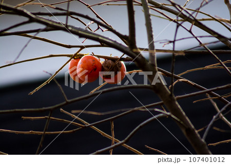 枝に付いているオレンジ色の柿の実 107401012