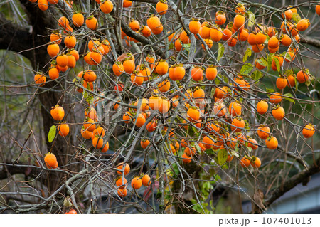 沢山の秋のオレンジ色の柿の実 107401013
